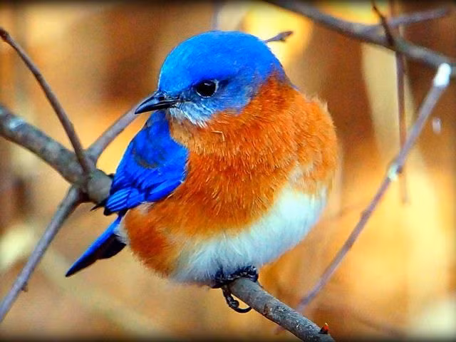 Ai sinh ngay Am lich nay tri tue minh man, gioi kiem tien-Hinh-2