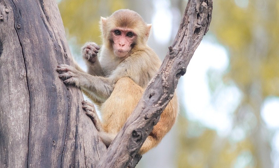 Trong thời gian này, họ được cấp trên, đồng nghiệp tạo điều kiện để phát huy khả năng. Khi có vấn đề gì, tốt nhất người tuổi này nên thảo luận với đồng nghiệp, cấp trên để tìm hướng giải quyết.