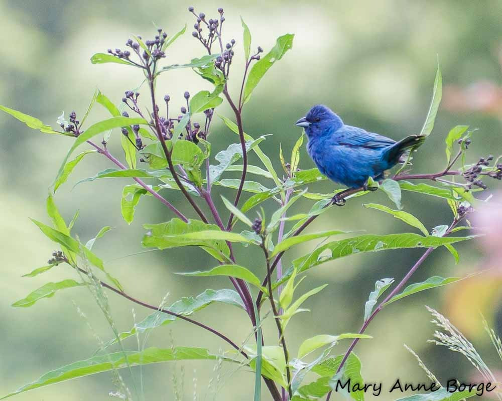 Sinh tháng Âm lịch này kiên định mục tiêu, nhất định thắng lợi - Hình 3 Sinh thang Am lich nay kien dinh muc tieu, nhat dinh thang loi-Hinh-3
