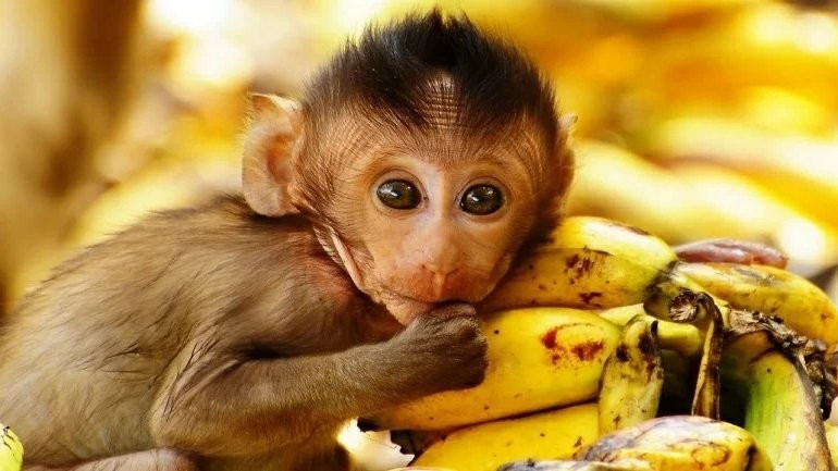 Kể từ rằm tháng 9 âm lịch, tuổi Thân sẽ tìm thấy nhiều vận may. Các mâu thuẫn, khó khăn dần biến mất nhường chỗ cho may mắn, thuận lợi. Con giáp này đón nhận nhiều cơ hội làm ăn tốt, túi tiền ngày một rủng rỉnh hơn. Con đường sự nghiệp của tuổi Thân ngày một rộng mở, bản mệnh cũng không phải chịu gánh nặng tài chính.