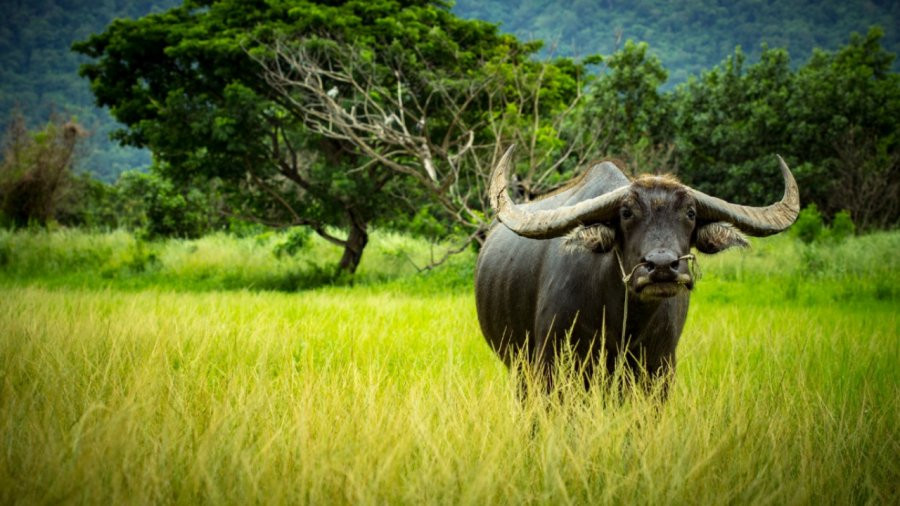 Từ Rằm tháng 9 âm lịch, vận khí của người tuổi Sửu vượng phát, đem lại nhiều cơ hội phát triển, tiền tài không thiếu. Bản mệnh có thể sớm hưởng cuộc sống đủ đầy, phú quý.