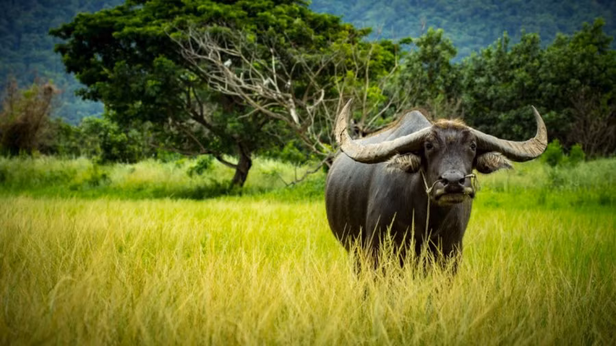 Từ Rằm tháng 9 âm lịch, vận khí của người tuổi Sửu vượng phát, đem lại nhiều cơ hội phát triển, tiền tài không thiếu. Bản mệnh có thể sớm hưởng cuộc sống đủ đầy, phú quý.