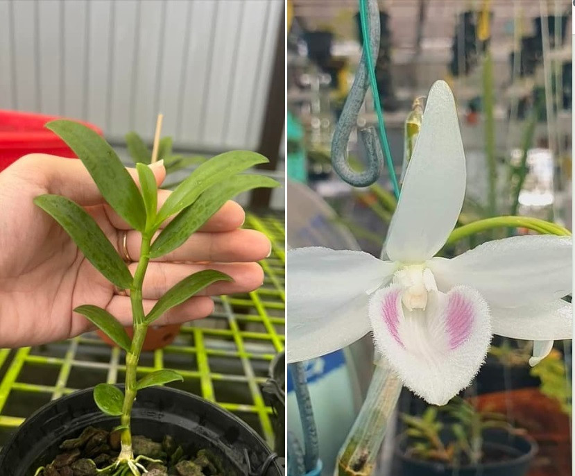 Cam so do om lan dot bien tien ty, gio rao ban re hon tra da-Hinh-4