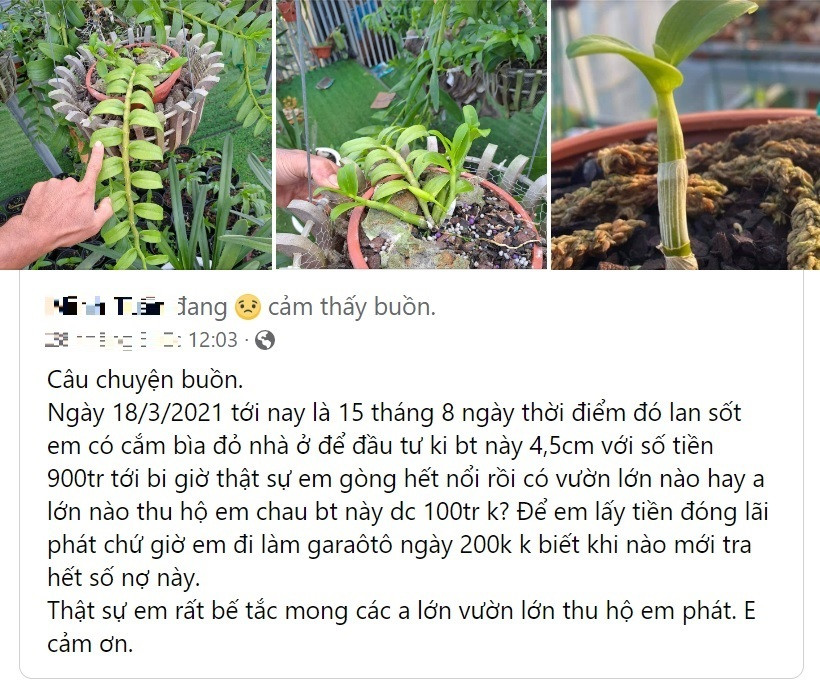 Cam so do om lan dot bien tien ty, gio rao ban re hon tra da