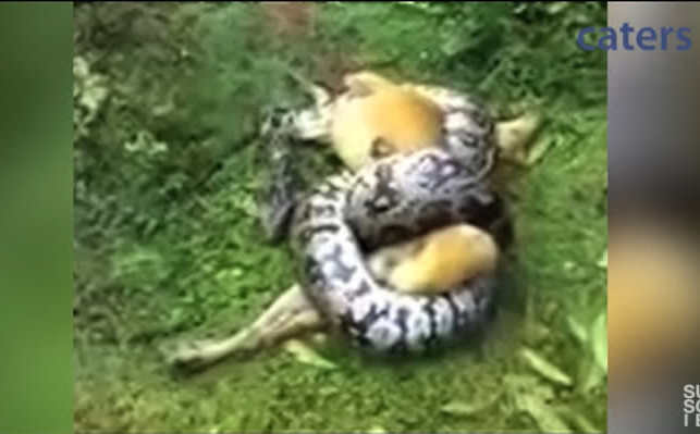 Cho cung bi tran Mien Dien siet chat, chu binh tinh giai cuu