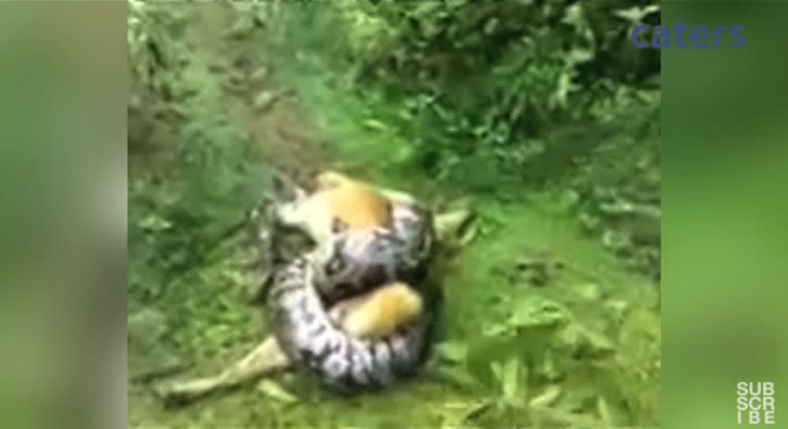 Chó cưng bị trăn Miến Điện siết chặt, chủ bình tĩnh giải cứu - Hình 2 Cho cung bi tran Mien Dien siet chat, chu binh tinh giai cuu-Hinh-2