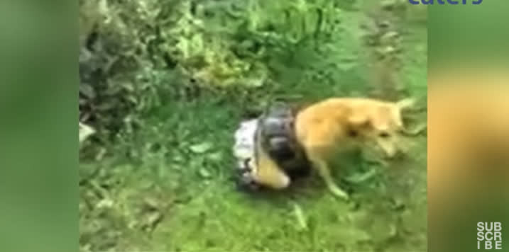 Chó cưng bị trăn Miến Điện siết chặt, chủ bình tĩnh giải cứu - Hình 3 Cho cung bi tran Mien Dien siet chat, chu binh tinh giai cuu-Hinh-3