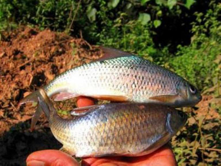 Loài cá sỉnh được người dân ở đây thường gọi là cá hồi Tây Bắc
