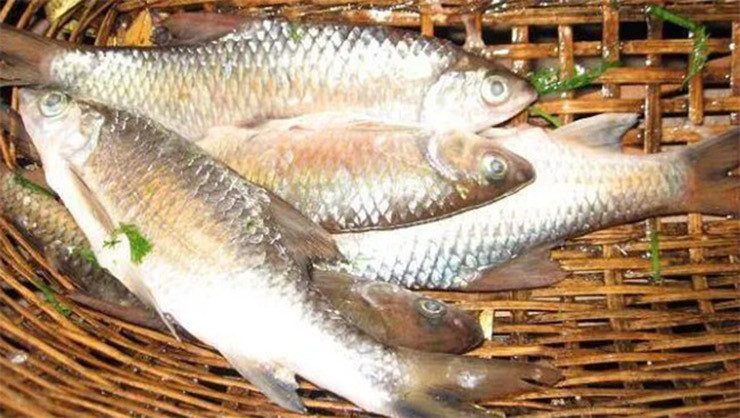 Cá sỉnh sống ở nơi nước chảy xiết, chỉ ăn rêu đá