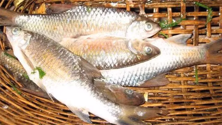 Cá sỉnh sống ở nơi nước chảy xiết, chỉ ăn rêu đá