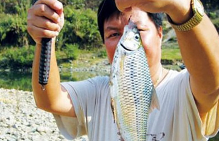 Vẩy cá sỉnh trắng, lăn tăn như hoa bạc, hai bên lườn ánh xanh. Con cá sỉnh nào to nhất cũng chỉ bằng bốn ngón tay