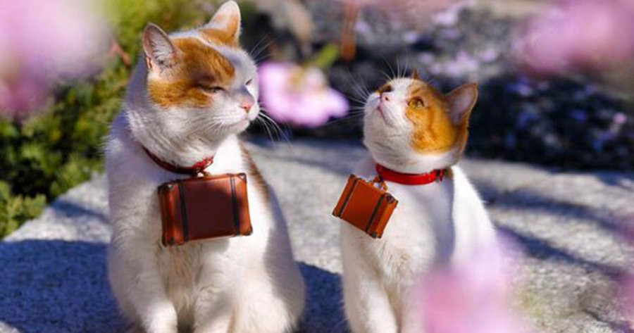 Phụ nữ thuộc 3 con giáp này càng về già càng giàu có, sung túc Phu nu thuoc 3 con giap nay cang ve gia cang giau co, sung tuc