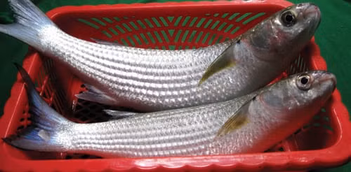 Đi chợ thấy 8 loại cá này nên mua ngay, đảm bảo cá tự nhiên - Hình 4 Di cho thay 8 loai ca nay nen mua ngay, dam bao ca tu nhien-Hinh-4