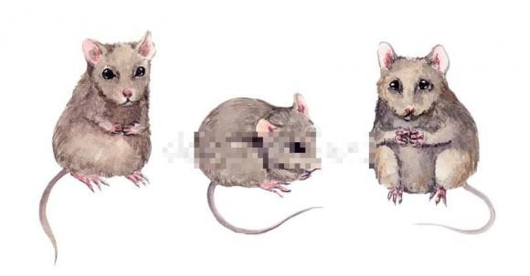 Tuổi Tý. Tý cho thấy đây là con giáp hiền lành, thiện lương nên được ông trời thương xót. Con giáp này luôn có số phận an nhàn, sung sướng hơn những con giáp khác. Người tuổi Tý tính tình chăm chỉ, lại dịu dàng nên luôn được chồng yêu thương cưng chiều nhất mực.