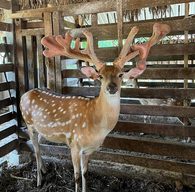 Cap nhung huou “doc nhat vo nhi”, duoc tra 220 trieu chua ban-Hinh-2