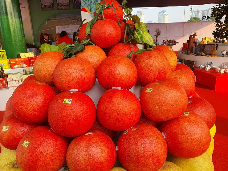 Bưởi đỏ như son có giá 150 nghìn đồng/quả xuống phố Buoi do nhu son co gia 150 nghin dong/qua xuong pho