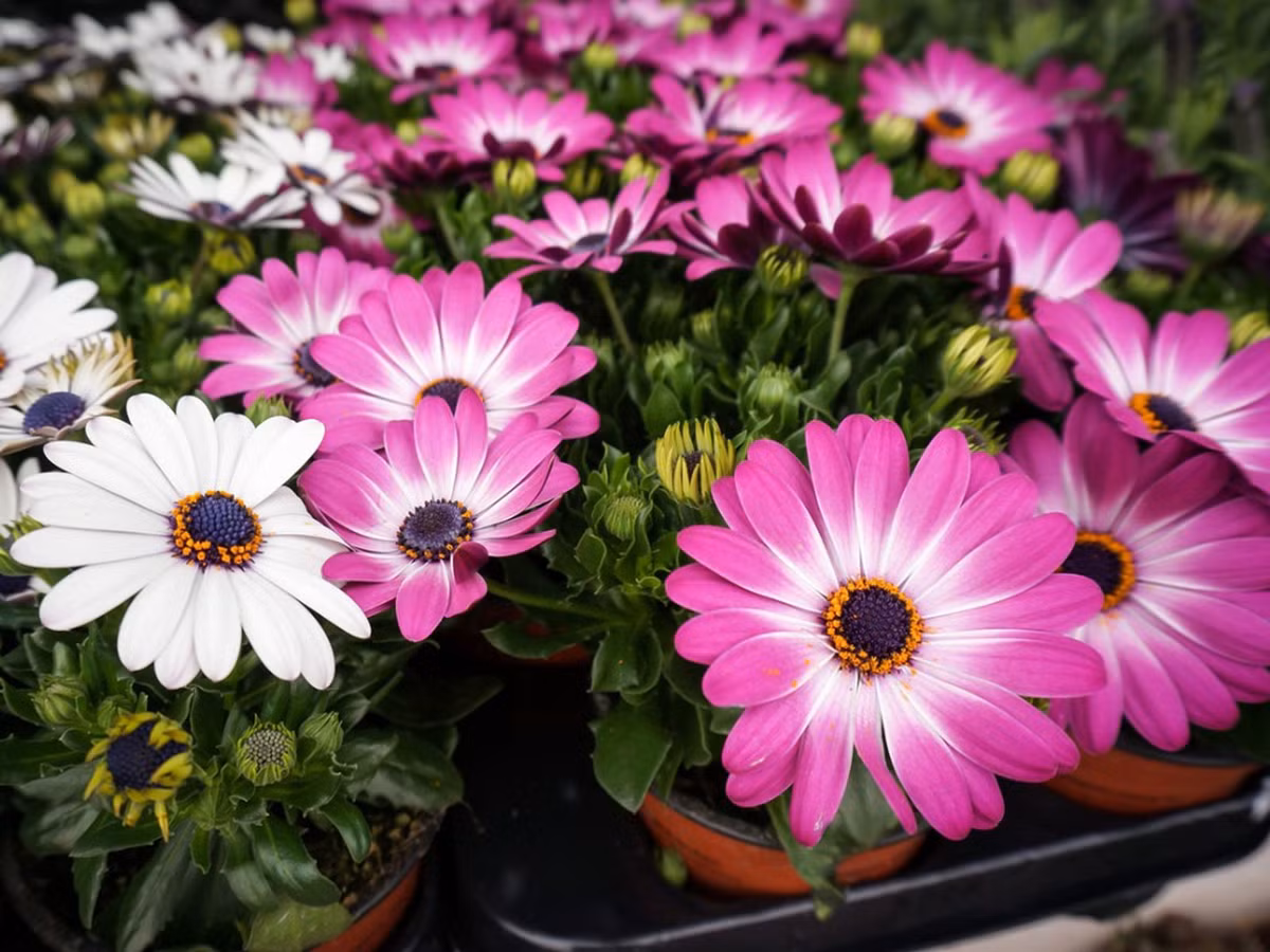 Sinh ngày 25 Âm lịch. Theo tử vi, người sinh vào ngày 25 Âm lịch hàng tháng thường có ý chí kiên cường và tấm lòng nhân hậu. Đa phần những người sinh vào ngày Âm lịch này thường rất tốt bụng, hay thương người.