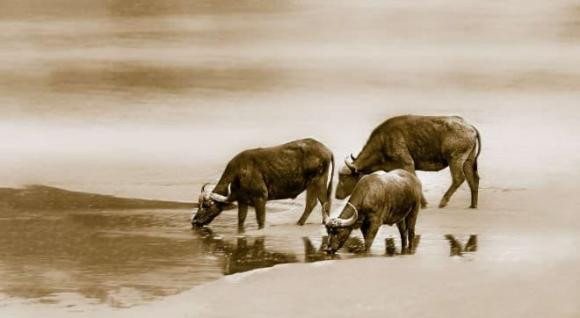 Tuổi Sửu. Trong năm 2022 này, đối với con giáp tuổi Sửu làm ăn kinh doanh, vận may cũng sẽ lội ngược dòng, từ sự nghiệp, tài vận đến đời sống tình cảm đều có khởi sắc đáng kể, giữa năm có khi thăng hoa bất ngờ.