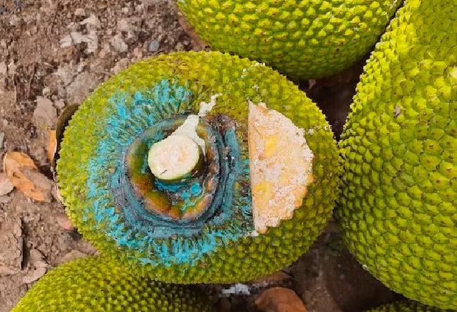 Nghe cuc la: Ngui mit thue moi ngay kiem ca trieu dong