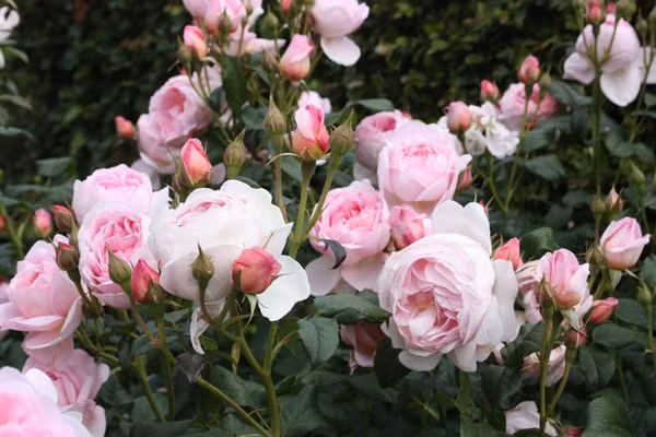 Người sinh vào ngày Âm lịch này nói được, làm được, thực sự có được lòng tin từ mọi người. Người sinh vào ngày 16 tính tình quảng giao, đi đâu cũng có bạn, có nhiều mối quan hệ.