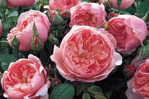 Trong khi đó, người sinh ngày 24 Âm lịch tính hay thương người, dễ đồng cảm với người khác. Họ mang cung mệnh giàu sang, phú quý. Chính vì vậy, đến tuổi trung niên, người sinh vào ngày Âm lịch này ngày càng phất lên trong sự nghiệp. Về già, họ không thiếu của cải, được sống trong nhung lụa, cứ 10 người thì 9 người giàu có.