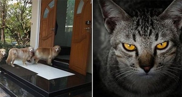 Các cụ dạy: 'Chó đến nhà thì phú, mèo đến thì nhà có tang' Cac cu day: 'Cho den nha thi phu, meo den thi nha co tang'