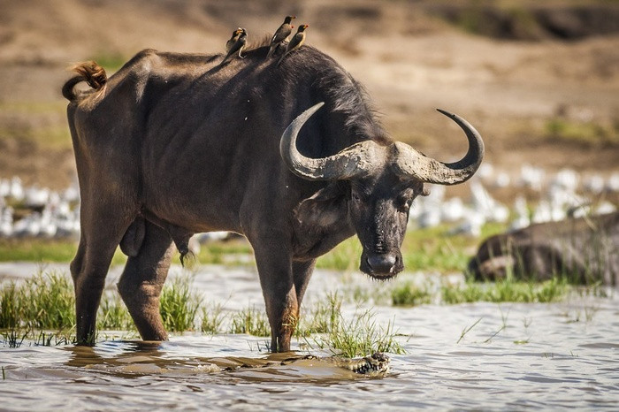 3 con giáp không có chí tiến thủ, yêu cuộc sống yên bình 3 con giap khong co chi tien thu, yeu cuoc song yen binh