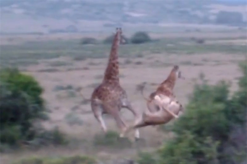 Sư tử đoạt mạng hươu cao cổ trong chớp mắt ảnh 1