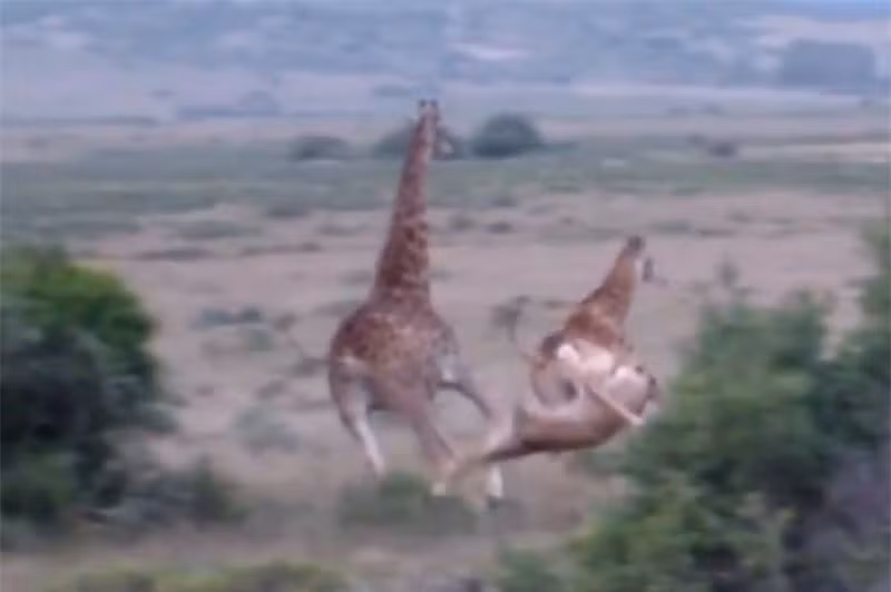 Sư tử đoạt mạng hươu cao cổ trong chớp mắt ảnh 1