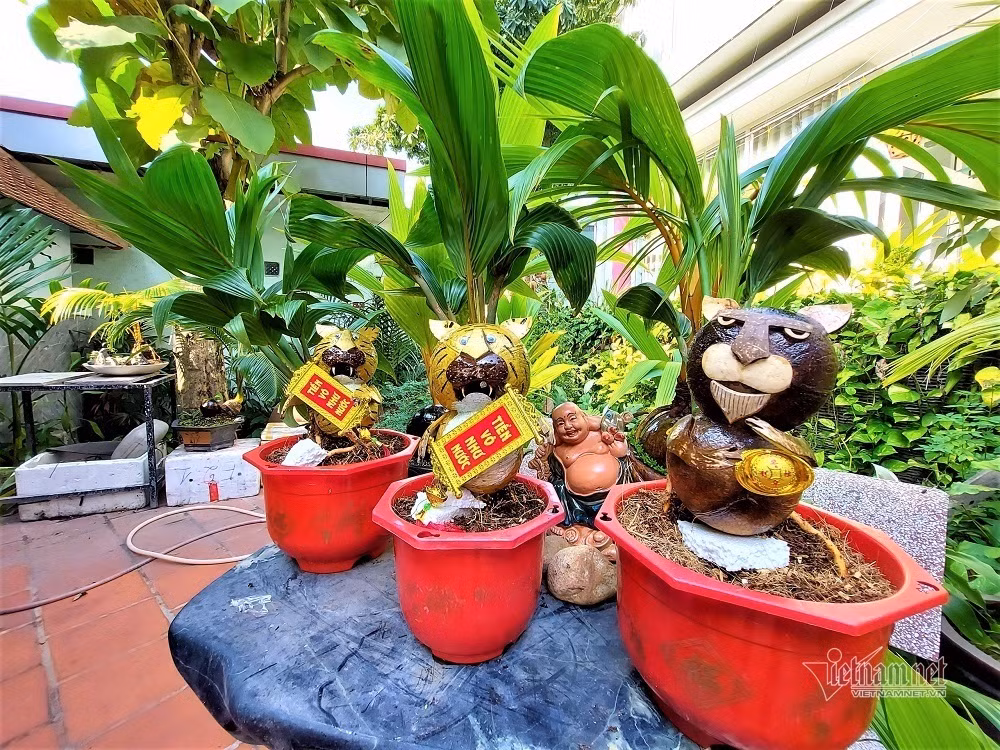 Ruoc than mai 30 ty ve nha, dan choi Ben Tre noi nhat Tet nay-Hinh-2