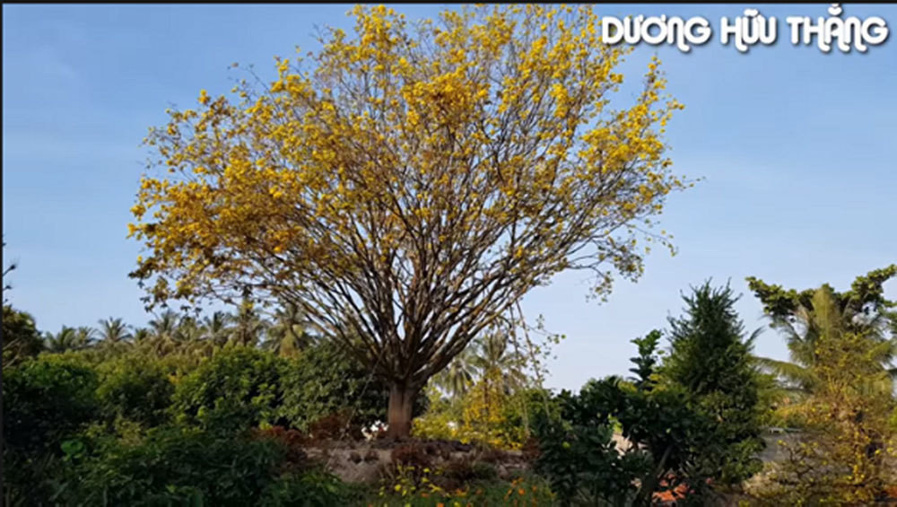 Ruoc than mai 30 ty ve nha, dan choi Ben Tre noi nhat Tet nay