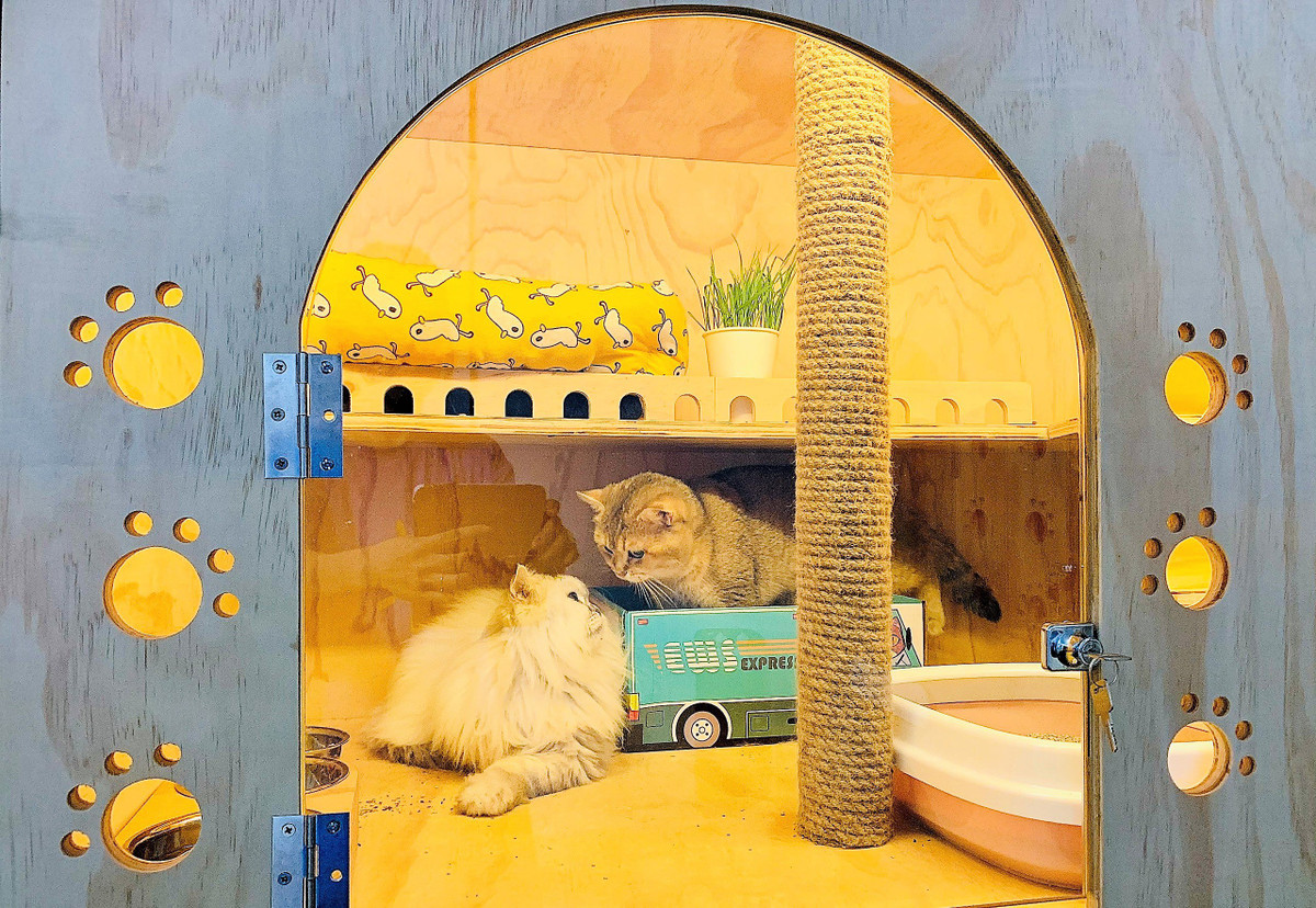 Chi 30 trieu dong de gui cho, meo xuyen Tet o TP HCM-Hinh-6