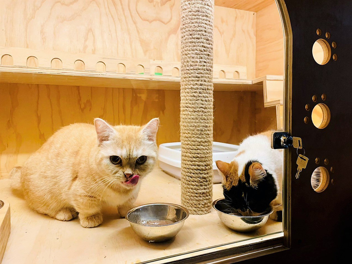 Chi 30 trieu dong de gui cho, meo xuyen Tet o TP HCM-Hinh-8