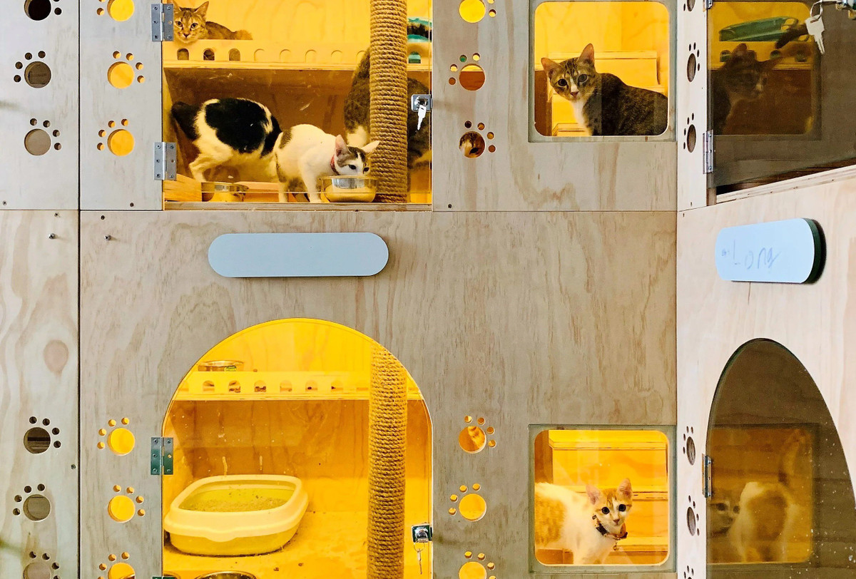 Chi 30 trieu dong de gui cho, meo xuyen Tet o TP HCM-Hinh-7