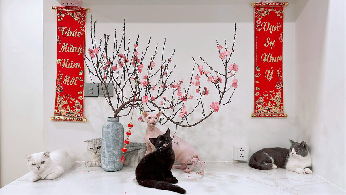 Chi 30 trieu dong de gui cho, meo xuyen Tet o TP HCM-Hinh-9