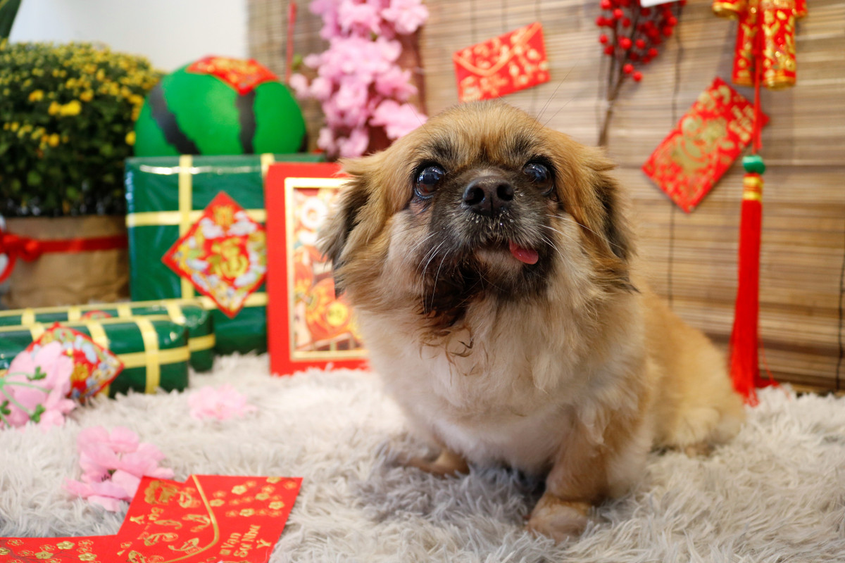 Chi 30 trieu dong de gui cho, meo xuyen Tet o TP HCM-Hinh-3