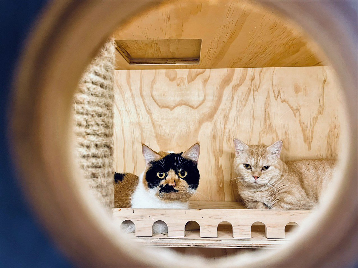 Chi 30 trieu dong de gui cho, meo xuyen Tet o TP HCM-Hinh-5