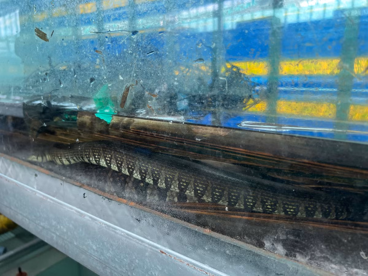 Nuoi nghin con ran tren nha lau, cho o tu kinh, cham nhu 