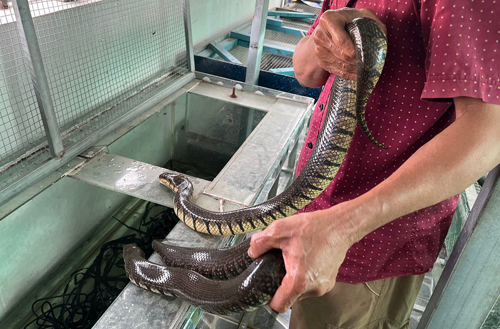 Nuoi nghin con ran tren nha lau, cho o tu kinh, cham nhu 