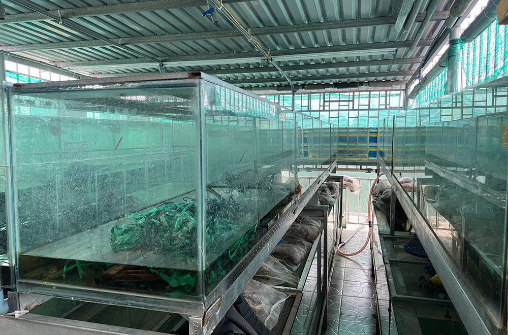 Nuoi nghin con ran tren nha lau, cho o tu kinh, cham nhu 