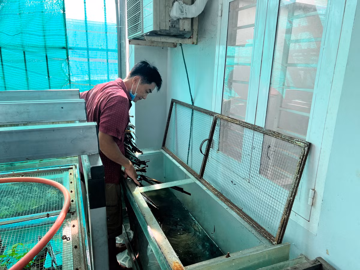 Nuoi nghin con ran tren nha lau, cho o tu kinh, cham nhu 