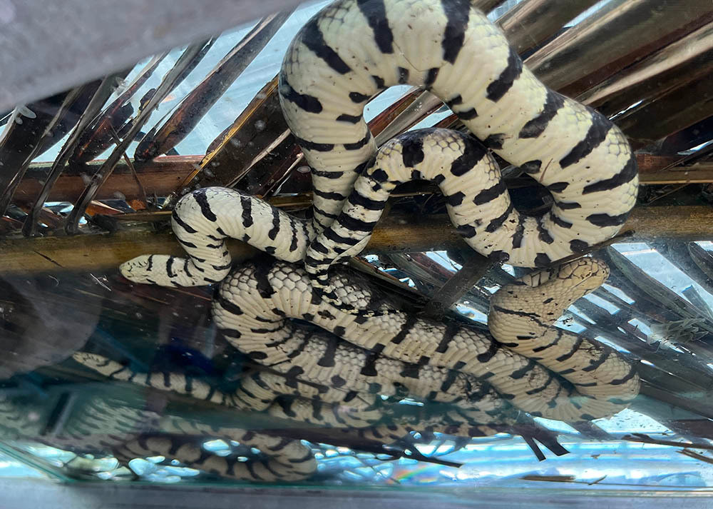 Nuoi nghin con ran tren nha lau, cho o tu kinh, cham nhu 