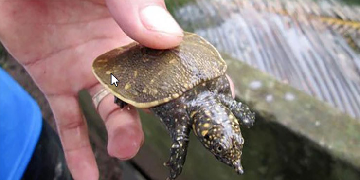 Hơn nữa, loài cua này ít dịch bệnh, hông cần phải chăm sóc y tế do chọn lọc tự nhiên đã để lại những cá thể có sức khỏe tốt.