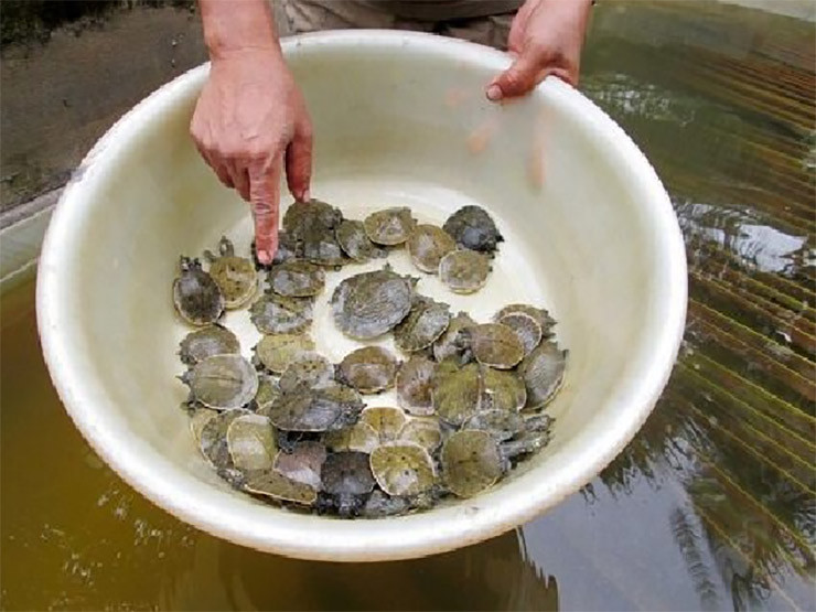 Không chỉ nuôi để bán con giống, bán thịt mà còn có thể bán cho các hộ gia đình nuôi làm kiểng.