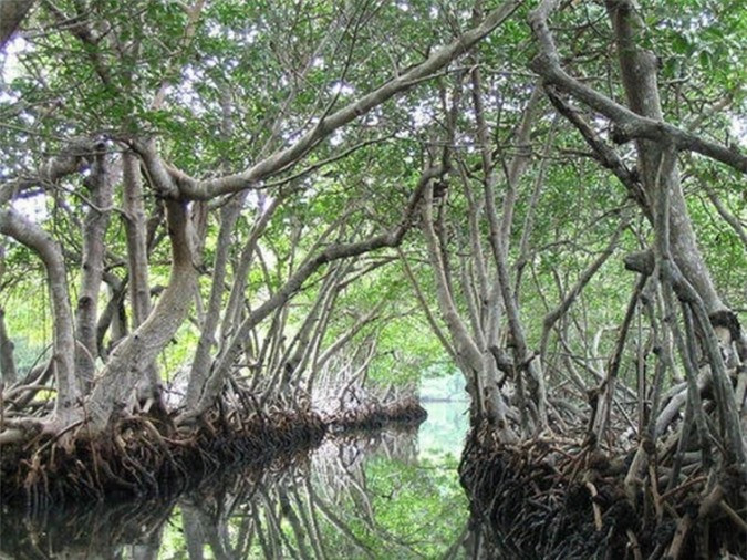 "Hòn đảo cá sấu" Ramee - nơi thách thức những kẻ gan dạ nhất thế giới - Hình 5