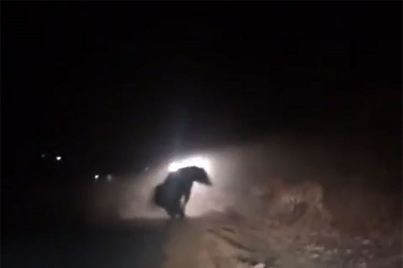 Gấu đen ác chiến với hổ trong đêm tối ảnh 1
