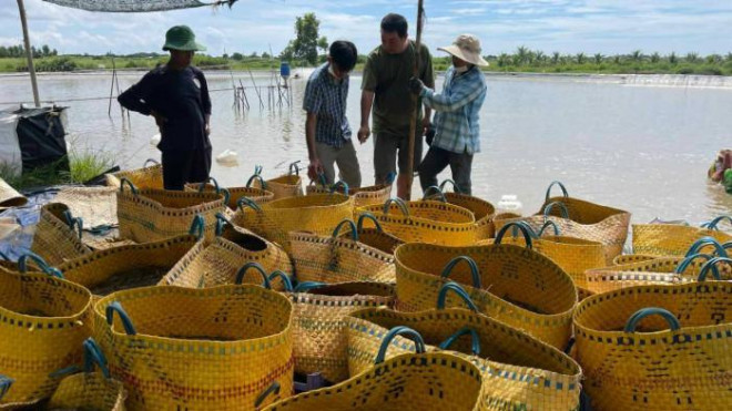 Vi sao gia tom o mien Tay dot ngot tang manh?