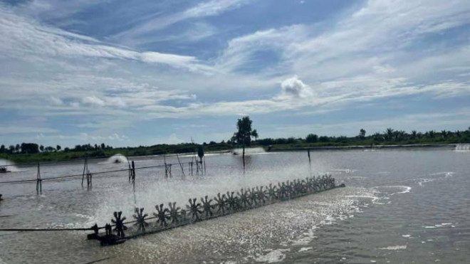 Vi sao gia tom o mien Tay dot ngot tang manh?-Hinh-2