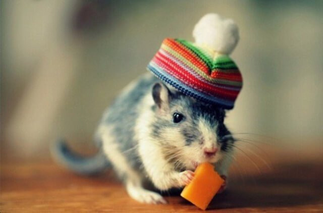 Tuổi Tý. Năm 2023 là năm Tam tai thứ 2 tuổi Tý bước vào hạn xấu. Đây được dự báo là năm hạn nặng nhất trong 3 năm. Tuổi Tý có thể sẽ phải đối mặt với rất nhiều khó khăn trong mọi lĩnh vực từ công việc, tình cảm cho đến sức khỏe.