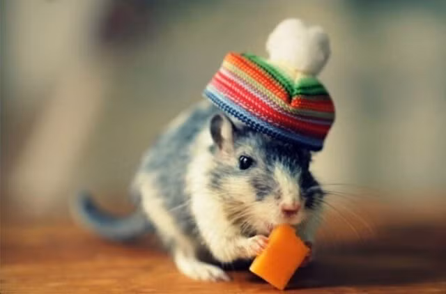 Tuổi Tý. Năm 2023 là năm Tam tai thứ 2 tuổi Tý bước vào hạn xấu. Đây được dự báo là năm hạn nặng nhất trong 3 năm. Tuổi Tý có thể sẽ phải đối mặt với rất nhiều khó khăn trong mọi lĩnh vực từ công việc, tình cảm cho đến sức khỏe.